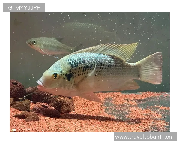 今日趣图:探讨鱼缸中的咸水鱼与淡水鱼共存的可能性与挑战